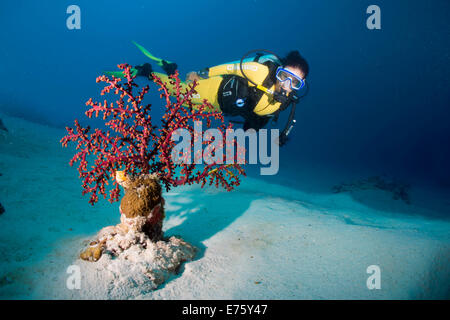 Scuba Diver hinter einer Cherry Blossom Koralle oder Godeffroy Weichkorallen (Siphonogorgia Godeffroyi), Philippinen Stockfoto