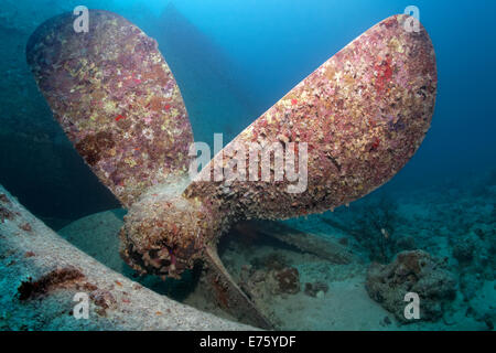 Propeller, Wrack der SS Thistlegorm, Rotes Meer, Shaab Ali Sinai-Halbinsel, Ägypten Stockfoto