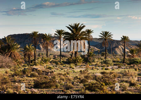 Palmen in der Wüste von Tabernas, Provinz Almeria, Andalusien, Spanien Stockfoto