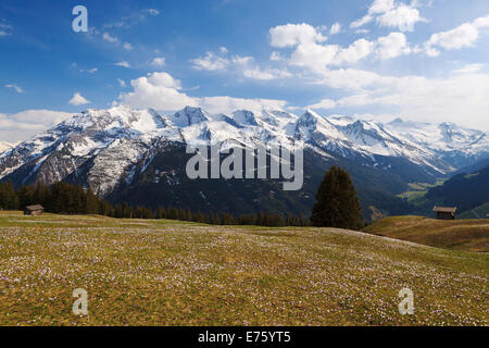 Krokus-Wiese in den Bergen, Zillertal-Tal, Tirol, Österreich Stockfoto