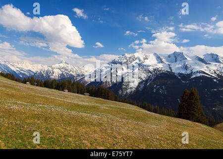 Krokus-Wiese in den Bergen, Zillertal-Tal, Tirol, Österreich Stockfoto