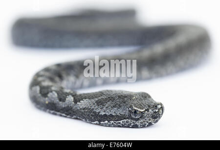 Viper Schlange Baby, Vipera latastei Stockfoto