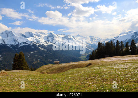 Krokus-Wiese in den Bergen, Zillertal-Tal, Tirol, Österreich Stockfoto