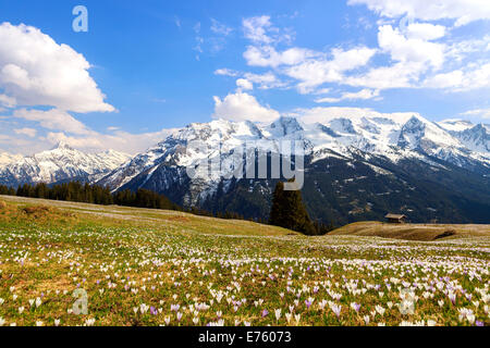 Krokus-Wiese in den Bergen, Zillertal-Tal, Tirol, Österreich Stockfoto