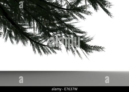 Digital erzeugte grüne Tanne Stockfoto