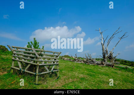 Alten gefallenen Monterey Pinien mit neugepflanzten Ersatz. Vor Stoke Beach, South Hams. Devon. UK Stockfoto