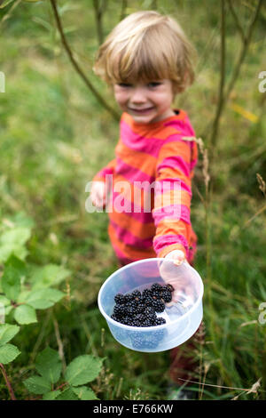 Young Boy Brombeeren pflücken Stockfoto