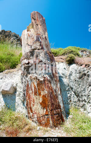 Ein versteinerter Baum auf der Insel Lesbos, Griechenland. Stockfoto