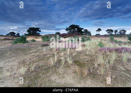 blauer Himmel über Sanddünen mit Blumen, Drenthe, Niederlande Stockfoto