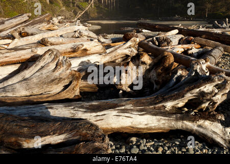 Treibholz, aufgereiht auf Ruby Beach, Olympic Nationalpark Washington Stockfoto