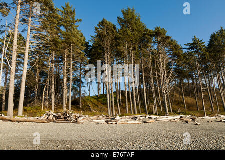 Flora und Fauna am Rande des Ruby Beach, Olympic Nationalpark Washington Stockfoto