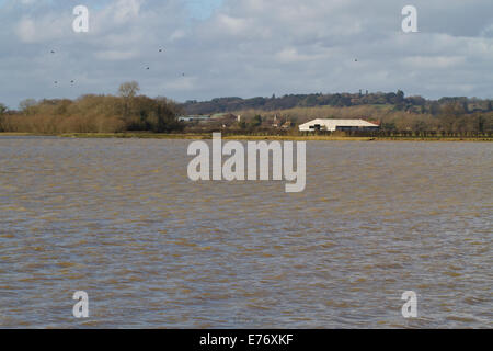 Blick über überflutet Wasser Wiese. RSPB Pulborough Brooks zu reservieren. West Sussex, England. Februar. Stockfoto