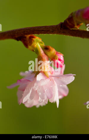 Blumen von X Prunus Subhirtella Autumnalis 'Rosea'. Winter blühenden Kirschbäume Baum. Garten Zierbaum. Powys, Wales. Februar Stockfoto