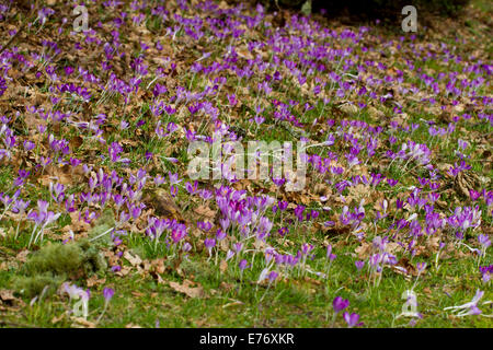 Krokus (Crocus SP.) in einem Wald Garten blühen. Powys, Wales. Februar. Stockfoto