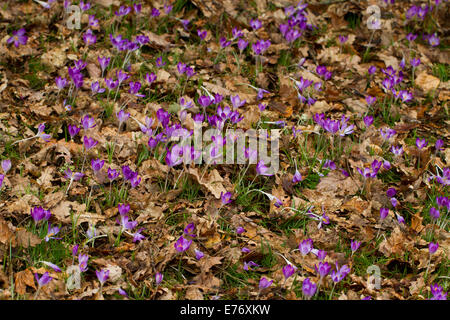 Krokus (Crocus SP.) in einem Wald Garten blühen. Powys, Wales. Februar. Stockfoto