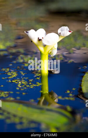 Cape Laichkräuter (Aponogeton Distachyos) Blüte in einem Gartenteich. Sussex, England. März. Stockfoto
