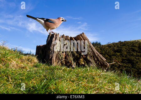 Eichelhäher (Garrulus Glandarius) Erwachsenen sammeln Erdnuss Köder aus einem Baumstumpf. Powys, Wales. März. Stockfoto