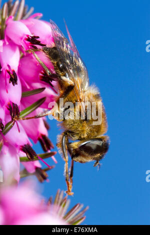 Hoverfly oder Dronefly (Eristalis Pertinax) Erwachsenen fliegen ruht auf Winter-blühende Heide, Erica x Darleyensis in einem Garten. Powys, Stockfoto