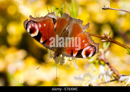 Tagpfauenauge (Nymphalis io) nach der Fütterung im Winter Geißblatt (Lonicera fragrantissima) in einem Garten. Powys, Wales. März. Stockfoto