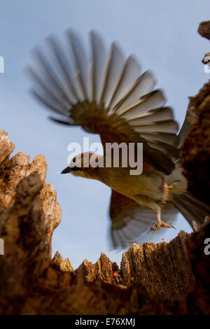 Eichelhäher (Garrulus Glandarius) Erwachsenen fliegen aus aus einem Baumstumpf. Powys, Wales. März. Stockfoto