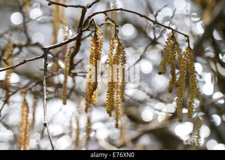 Gemeinsame Hasel (Corylus Avellana) Kätzchen blühen neben einem Fluss. Powys, Wales. März. Stockfoto