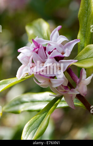 Daphne Bholua Blüte in einem Garten. Herefordshire, England. März. Stockfoto