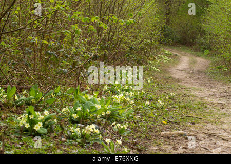 Primeln (Primula Vulgaris) blüht in Niederwald Wald.  Costells Holz, Scaynes Hügel, Sussex. Woodland Trust Wald. Stockfoto