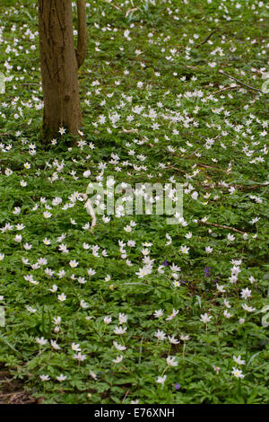 Holz-Anemonen (Anemone Nemorosa) Blüte.  Costells Holz, Scaynes Hügel, Sussex. Woodland Trust Wald. Stockfoto