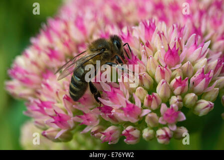 BIENE AUF BLÜTE SEDUM IM HEIMISCHEN GARTEN GLOUCESTERSHIRE ENGLAND UK Stockfoto