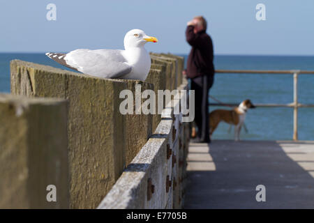 Silbermöwe (Larus Argentatus) für Erwachsene. Thront auf einem Steg am Meer, mit einem Hund-Walker hinter. Seaford, Sussex. April. Stockfoto