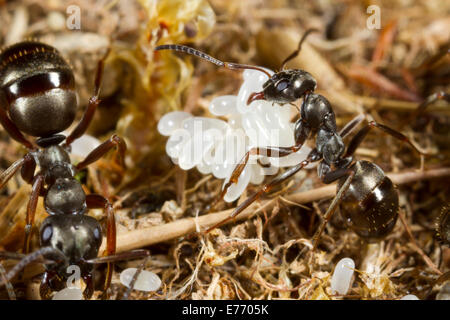 Ameise Formica Lemani Erwachsene Arbeitnehmer tendenziell Eiern im Nest. Powys, Wales. April. Stockfoto