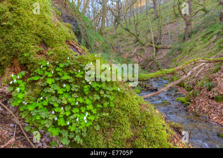 Sauerklee (Oxalis Acetosella) Blüte in einer bewaldeten Schlucht. Powys, Wales. April. Stockfoto