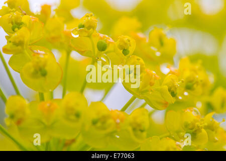 Zypressen-Wolfsmilch (Euphorbia Cyparissias) Blumen nach Regen. Auf dem Causse de Gramat, viel Region, Frankreich. April. Stockfoto