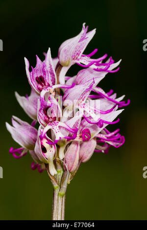 Affe (Orchis Simia) Orchidee Blüte. Auf dem Causse de Gramat, viel Region, Frankreich. April. Stockfoto