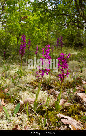 Frühe lila Orchidee (Orchis Mascula) blühen im offenen Kalkstein Wald. Auf dem Causse de Gramat, viel Region, Frankreich. April. Stockfoto
