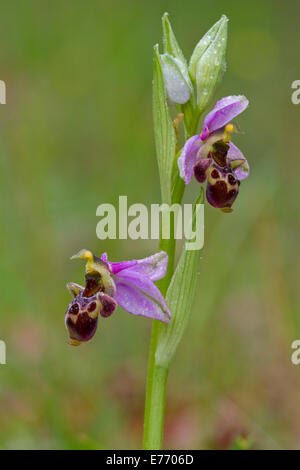 Waldschnepfe Orchidee (Ophrys Scolopax) nach Regen blühen. Auf dem Causse de Gramat, viel Region, Frankreich. April. Stockfoto