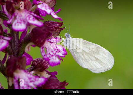 Holz weiß Schmetterling (Leptidea SP.) ruht auf einer Lady Orchidee (Orchis Purpurea) Blume. Stockfoto