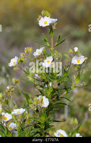 Narrow-leaved Zistrose (Cistus Monspeliensis) Blüte. Montagne De La Clape, Aude, Frankreich. Mai. Stockfoto