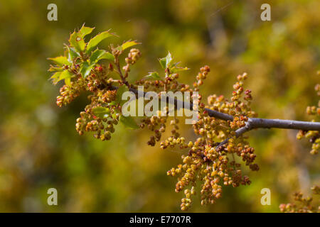 Kermes oder Steineiche (Quercus Coccifera) Blüte.  Montagne De La Clape, Aude, Frankreich. Mai. Stockfoto