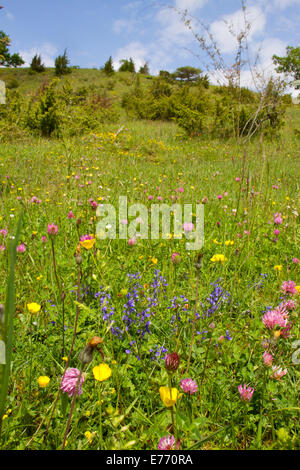 Beweidung Blumenwiese und Wacholder Gestrüpp in den Ausläufern der Pyrenäen, mit Rotklee, Kreuzblume, etc.. Stockfoto