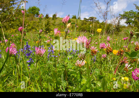 Beweidung Blumenwiese und Wacholder Gestrüpp in den Ausläufern der Pyrenäen, mit Rotklee, Kreuzblume, etc.. Stockfoto