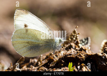 Südliche kleine weiße (Pieris Mannii) Erwachsenen Schmetterling trinken Salze aus Kuhmist. Ariege Pyrenäen, Frankreich. Mai. Stockfoto