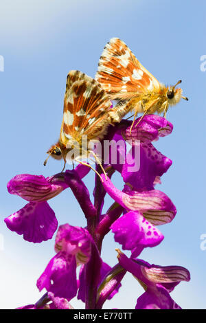 Rot Underwing Skipper (Spialia Sertorius) Paarung Erwachsene auf einem Green-winged Orchid (Anacamptis Morio) Flowerspike. Stockfoto