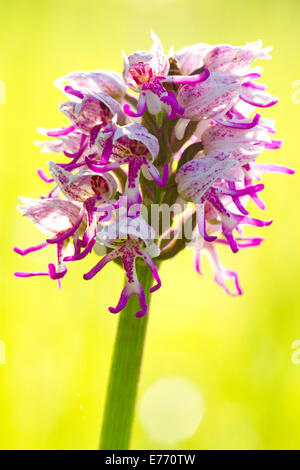Affe (Orchis Simia) Orchidee Blüte. Auf dem Causse de Gramat, viel Region, Frankreich. April. Stockfoto