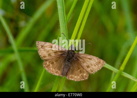 Schmuddeligen Skipper Butterfly (Erynnis Tages) Erwachsenen ruht auf dem Rasen. Causse de Gramat, viel Region, Frankreich. Mai. Stockfoto