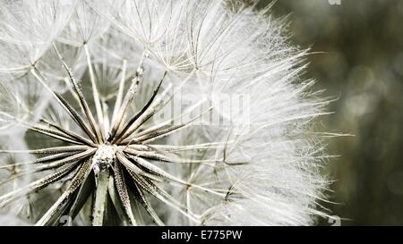 Ein Nahfoto eines Löwenzahn, das seine zarten weißen Samen zeigt, die vom Wind geweht werden. Diese Makroaufnahme erfasst die komplizierten Details der natürlichen Dispersationsmethode des Löwenzahns. Stockfoto