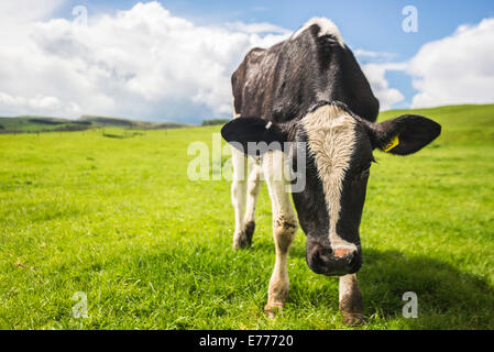 Eine neugierige Kuh in einem üppigen grünen Feld Stockfoto