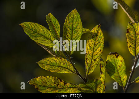 Nahaufnahme der herbstlichen Blätter der Grauen Weide/Salix cinerea. Wächst normalerweise auf feuchtem Boden. Einmal in pflanzlichen Heilmitteln verwendet. Sonnenschein durch Blätter. Stockfoto