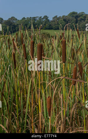Cat's-tail/größeren Reedmace/Rohrkolben Typha latifolia - Bett - am Ufer des Flusses. Stockfoto