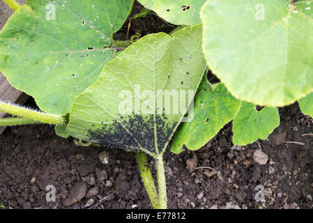 Ein Befall von Blackfly (Aphis Fabae) auf der Unterseite der Blätter eine Squash-Anlage... Stockfoto